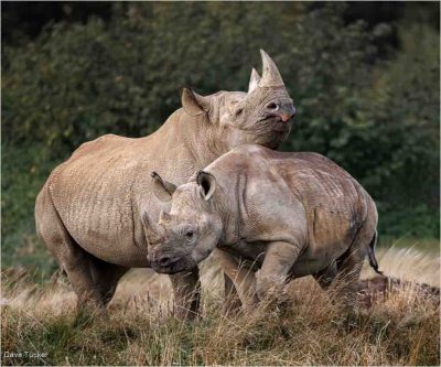 African Female Black Rhino And Calf