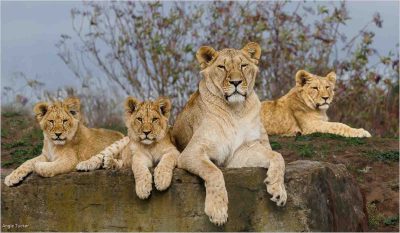 African Lioness Wih Cubs, Angie Tucker