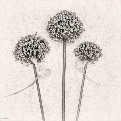 Allium Trio, Judi Dicks