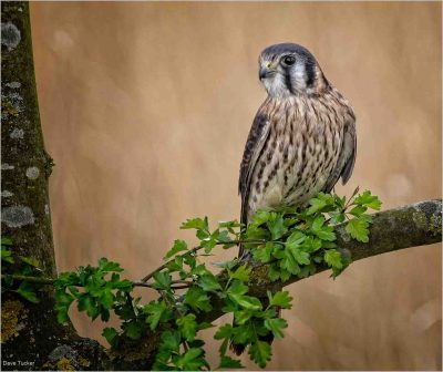 American Kestrel On Branch, Dave Tucker
