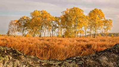 Autumn Sunrise On Cannock_ Chase, John Phillips