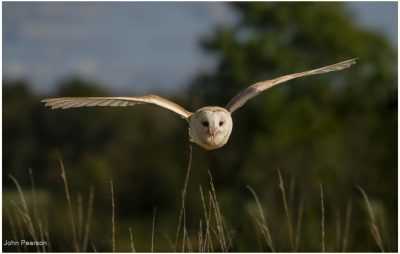 Barn Owl