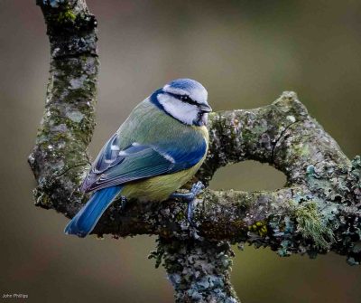 Blue Tit, John Phillips
