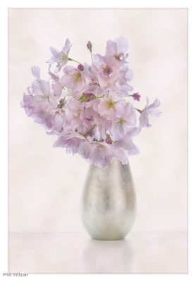 Cherry Blossom