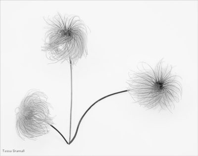 Clematis Seed Heads