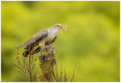 Cuckoo, Brian Evill