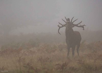 Deep Bellow Through The Fog, Tessa Bramall
