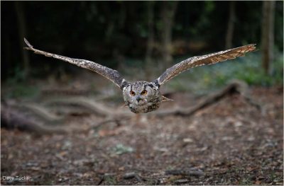 Eurasian Eagle Owl In Woodland