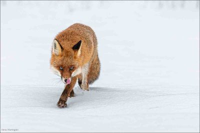 European Fox Advancing, Anna Warrington