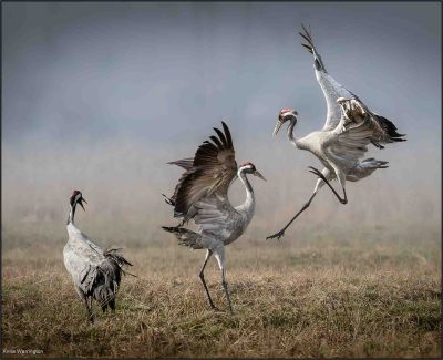 Fighting Common Cranes, Anna Warrington