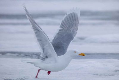 Glaucous Gull In Habitat, Anna Warrington