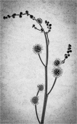 Gone. To Seed, Judi Dicks