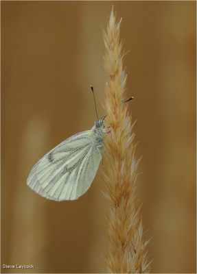 Green Veined White