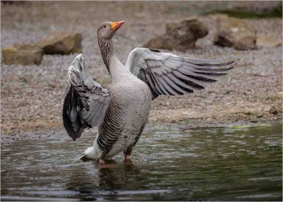 Greylag Goose, Dave Tucker