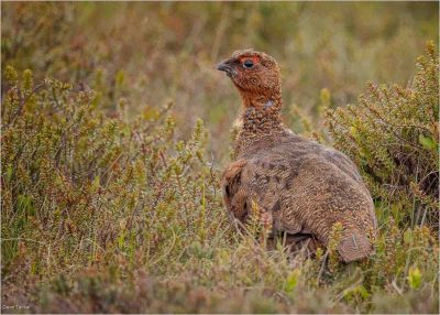 Grouse On Moorland, Dave Tucker
