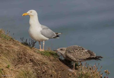 Herring Gull With Juvenile, Tessa Bramall