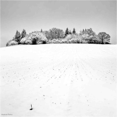 High Lows Winter Copse, Norman Raine