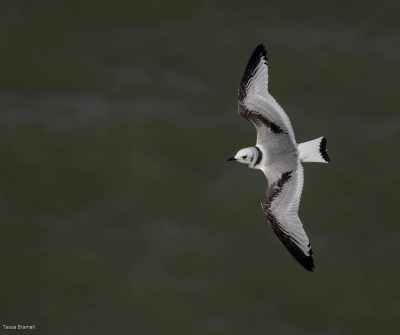 Juvenile Kittiwake, Tessa Bramall
