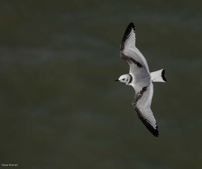 Juvenile Kittiwake, Tessa Bramall