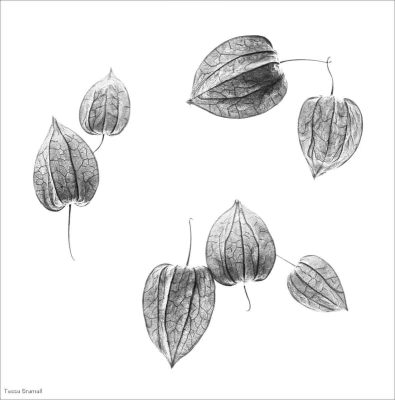 Lanterns, Tessa Bramall