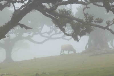 Laurelsilva Forest, Madeira, Richard Hemingway
