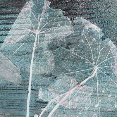 Leaf Skeleton, Brian Dicks