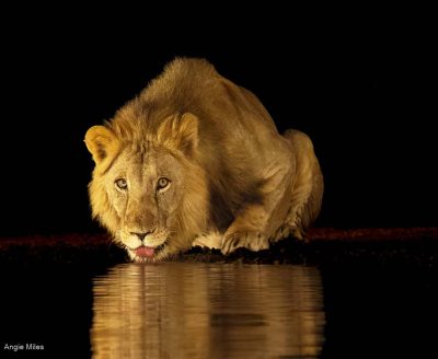 Lion At Night