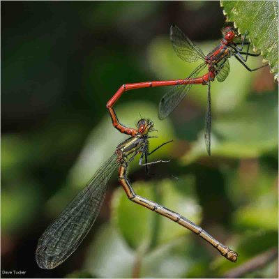 Mating Damselflies, Dave Tucker