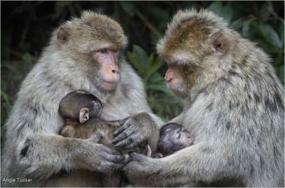 Nursing Barbary Macques
