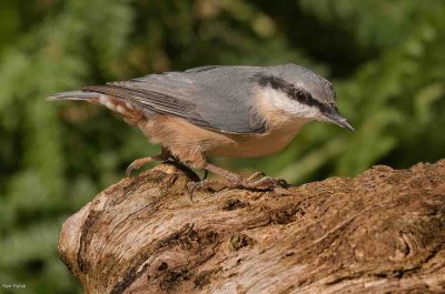 Nuthatch , Ken Hulse