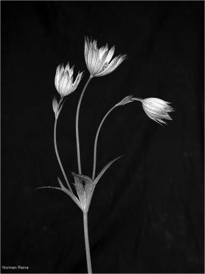 Oxeye Daisy, Norman Raine