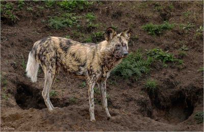 Painted Dog By Den, Angie Tucker