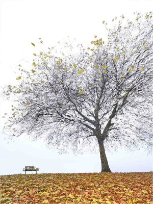Park Bench  November, Norman Raine