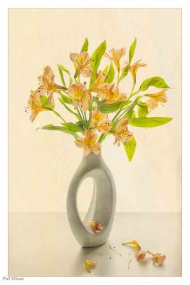 Peruvian Lilies, Phil Wilson