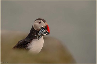 Puffin, John Pearson