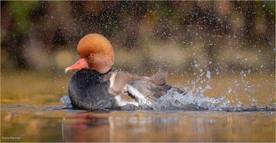 Red Crested Pochard (Netta Rufina), Steve Banner