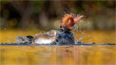Red Crested Pochard Splashing, Steve Banner