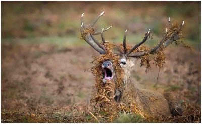 Red  Deer In Bracken, Brian Evill