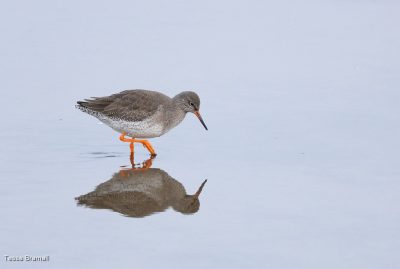 Redshank