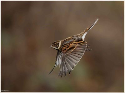 Reedbunting, John Pearson