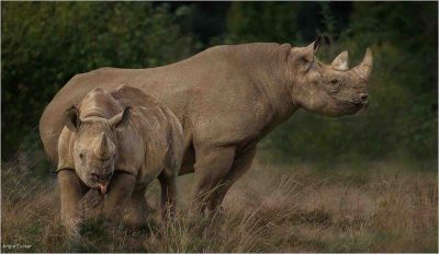 Rhino With Calf, Angie Tucker