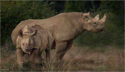 Rhino With Calf, Angie Tucker
