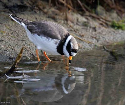 Ringed Plover Drinking, Angie Tucker