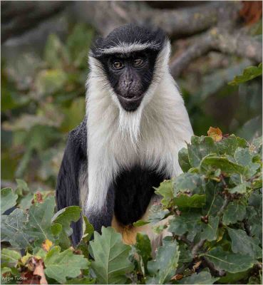 Roloway Monkey, Angie Tucker