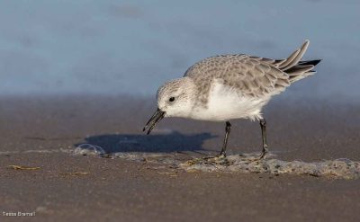 Sanderling Feeding Along The Tideline, Tessa Bramall