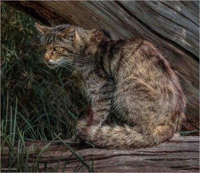 Scottish Wildcat On Tree Trunk, Angie Tucker