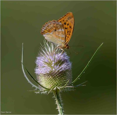 Silver Washed Fritillary, Dawn Banner