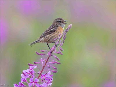 Singing Female Stonechat, Steve Banner