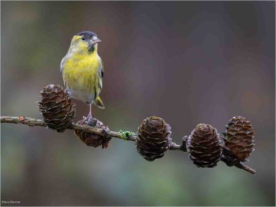 Siskin, Steve Banner