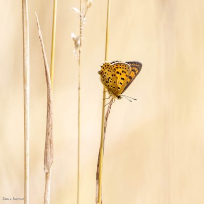 Small Copper